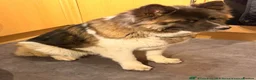 Akita dogs for sale: female american akita  in Mansfield - Advert 4
