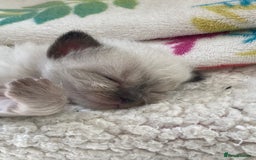 Ragdoll cats for sale: Adorable Ragdoll Kittens - Image 26