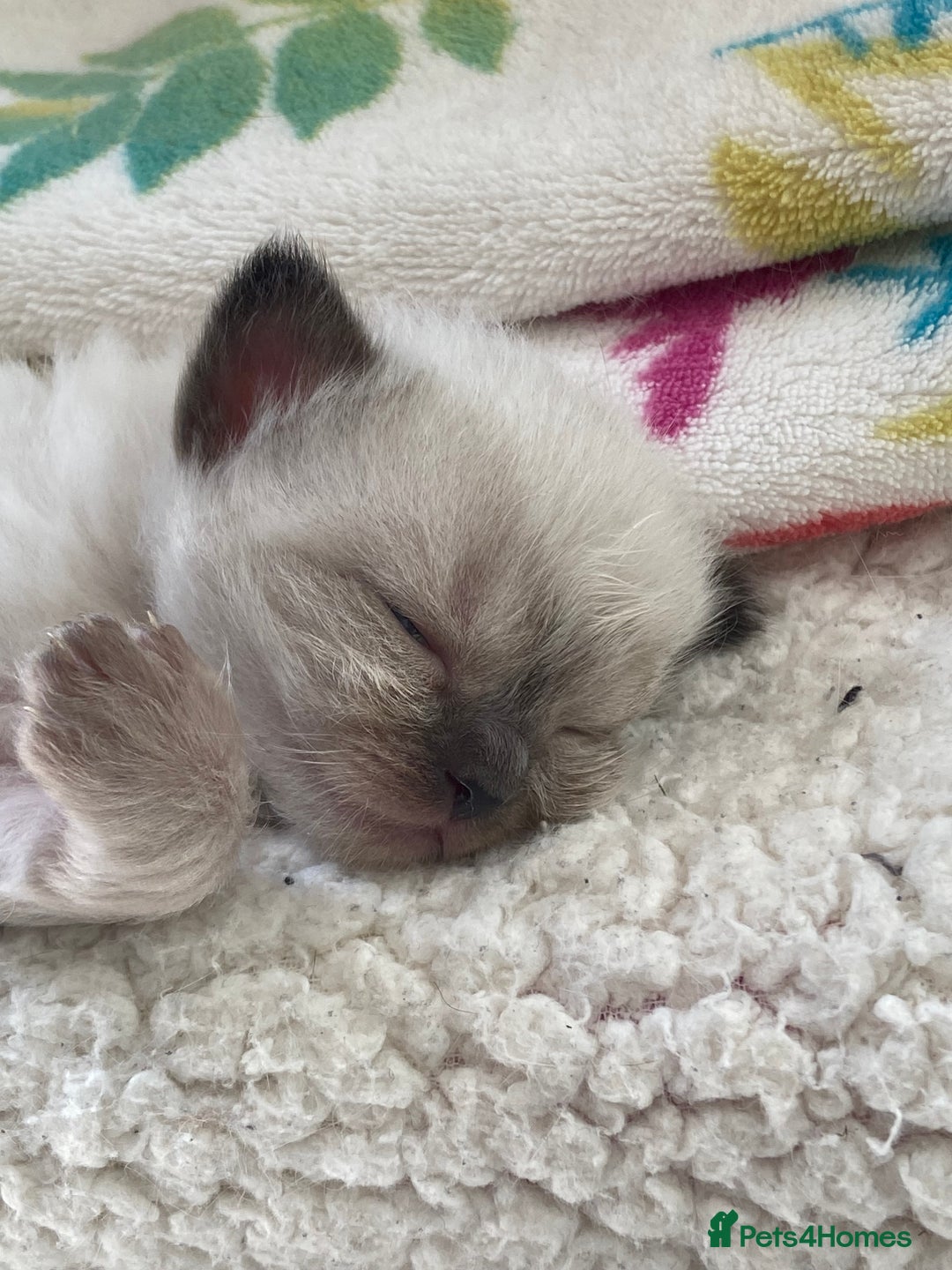 Ragdoll cats for sale: Adorable Ragdoll Kittens - Image 26