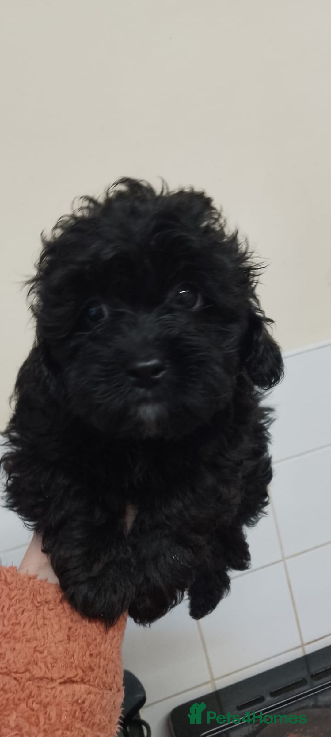 Shihpoo dogs for sale: Last f1b shihpoo left £850 - Advert 4