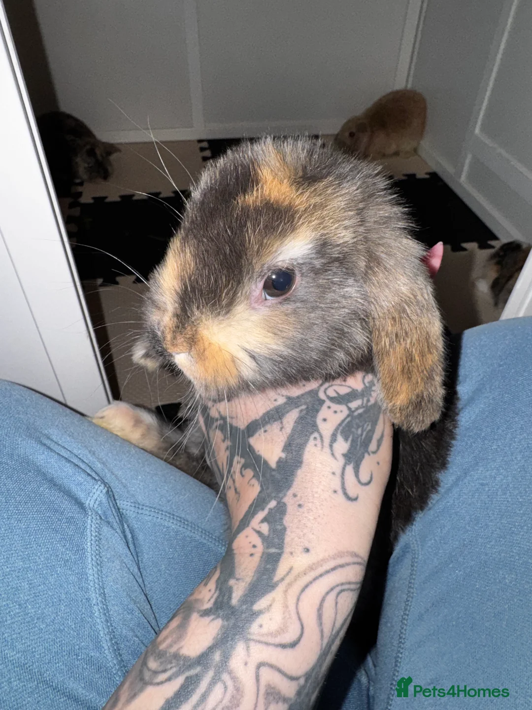 Mini Lop rabbits for sale: Beautiful mini lop bunnies - Advert 8