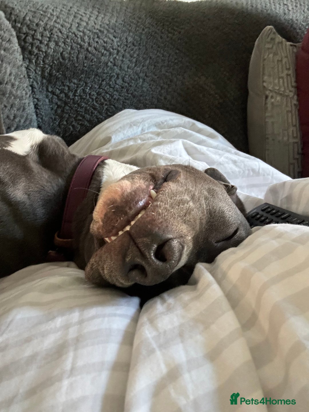 Staffordshire Bull Terrier dogs for sale: Rehoming, please read below. - Advert 7