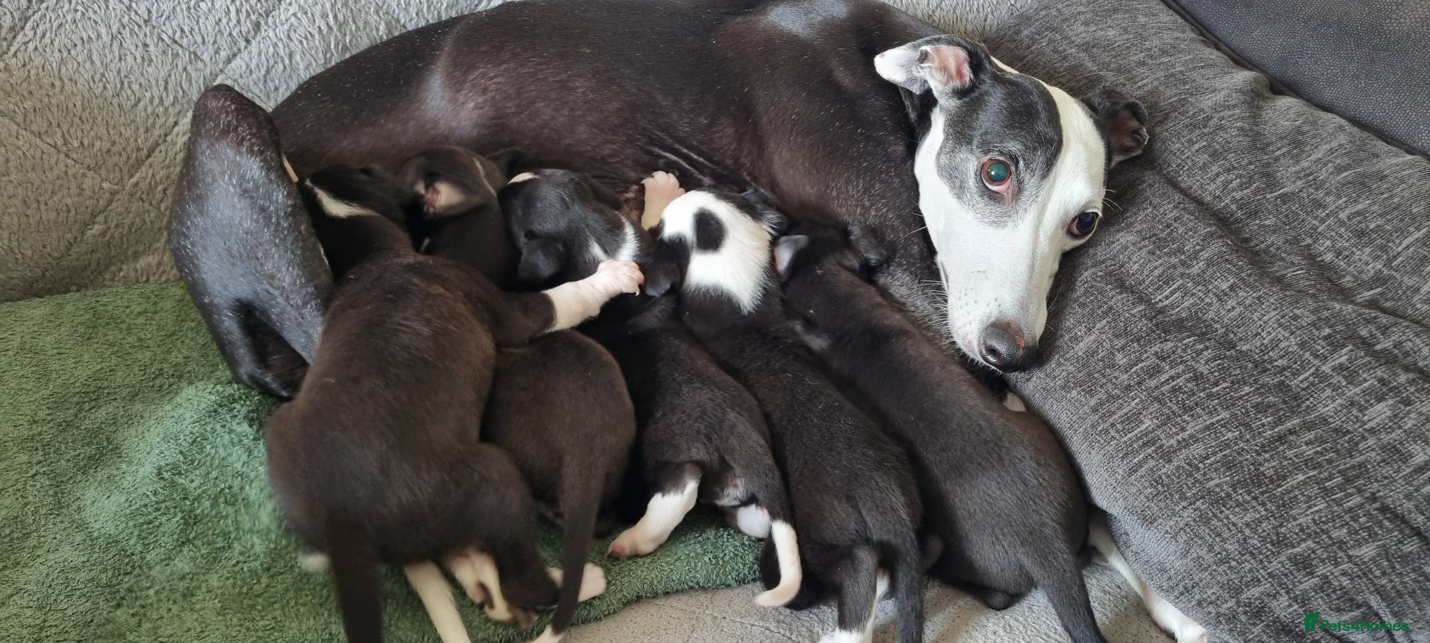 Whippet dogs for sale: Whippet x Greyhound - Advert 1