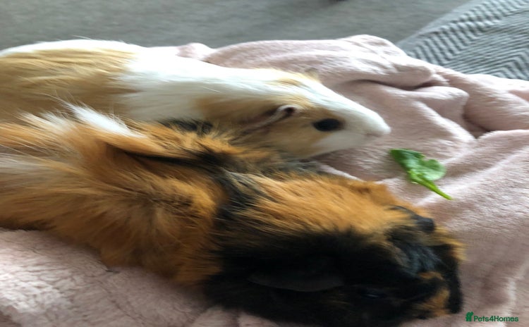 Guinea Pig rodents - Advert 4