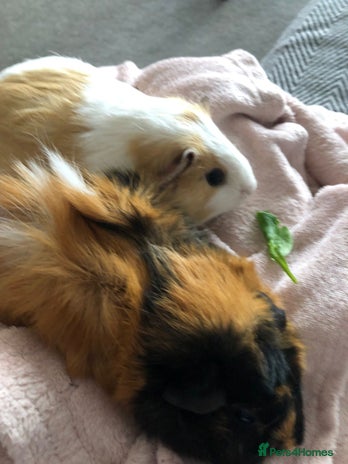 Guinea Pig rodents - Advert 16