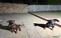 Dobermann dogs for sale: Dobermann female 1yo for rehome - Image 3