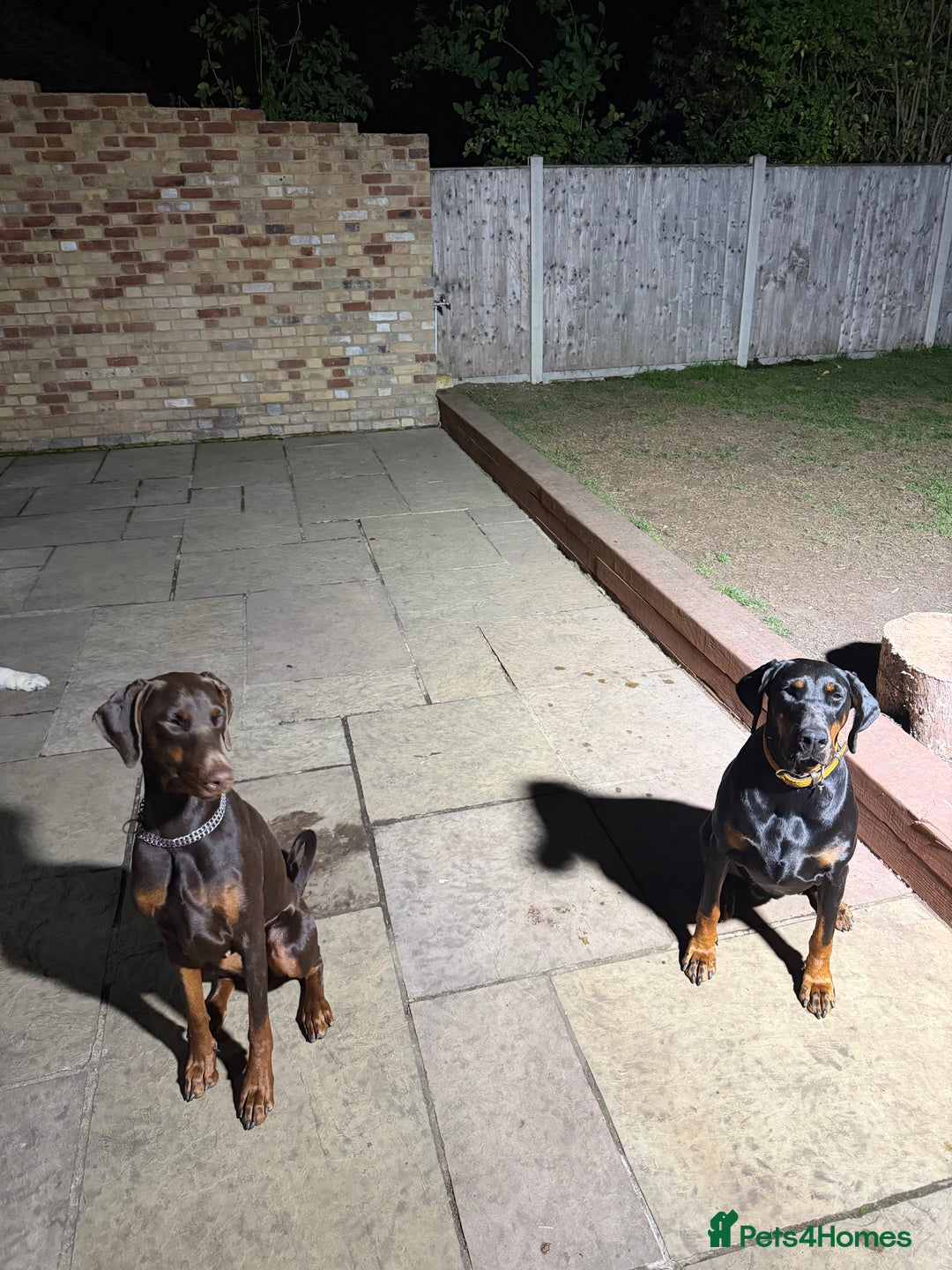Dobermann dogs for sale: Dobermann female 1yo for rehome - Image 3