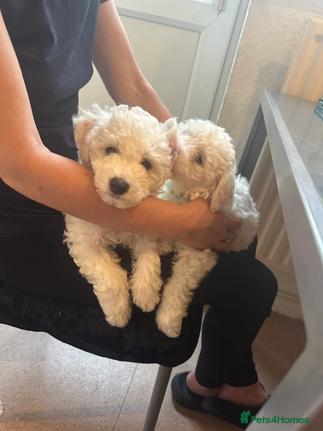 Bichon Frise dogs for sale: For sale puppy bichon frise - Advert 3