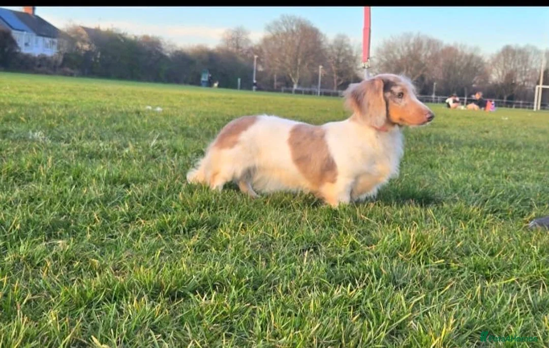 Miniature Dachshund dogs for sale: Last 2 blue&tan girls kc longhair mini dachshunds - Advert 15