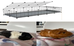 Guinea Pig rodents for sale: 2 Male Guinea Pigs + Large Cage – 5 Months Old - Image 1