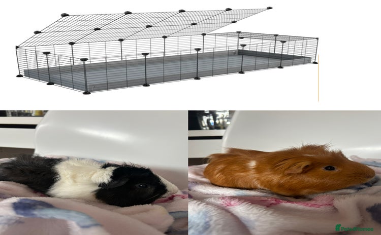 Guinea Pig rodents - Advert 6