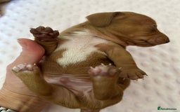 Miniature Dachshund dogs for sale: Superb Miniature KC reg Dachshund puppies - Image 4