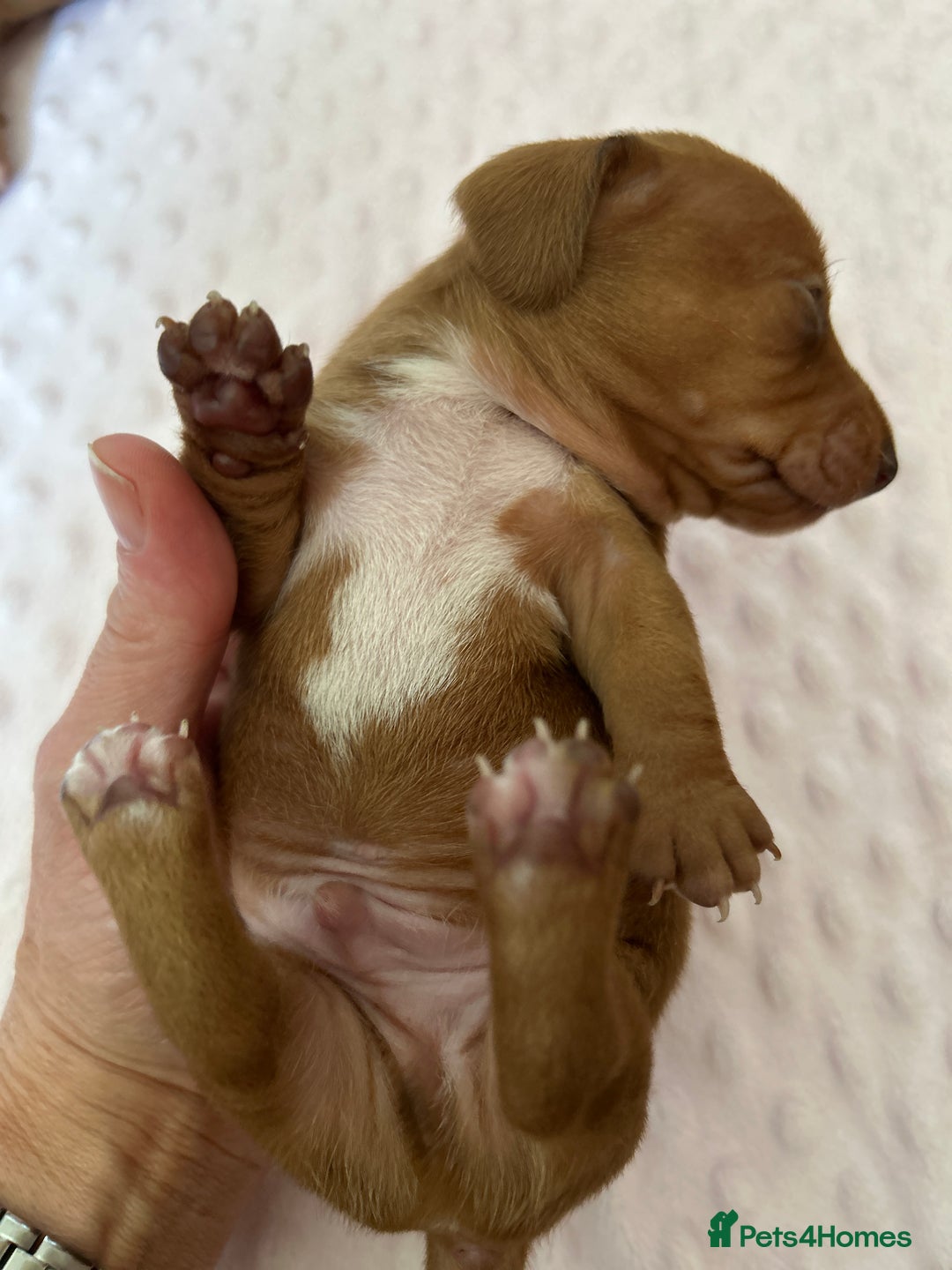 Miniature Dachshund dogs for sale: Superb Miniature KC reg Dachshund puppies - Image 4
