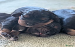 Cavalier King Charles Spaniel dogs for sale: 💖KC Registered Cavalier King Charles Spaniel Pups - Image 8