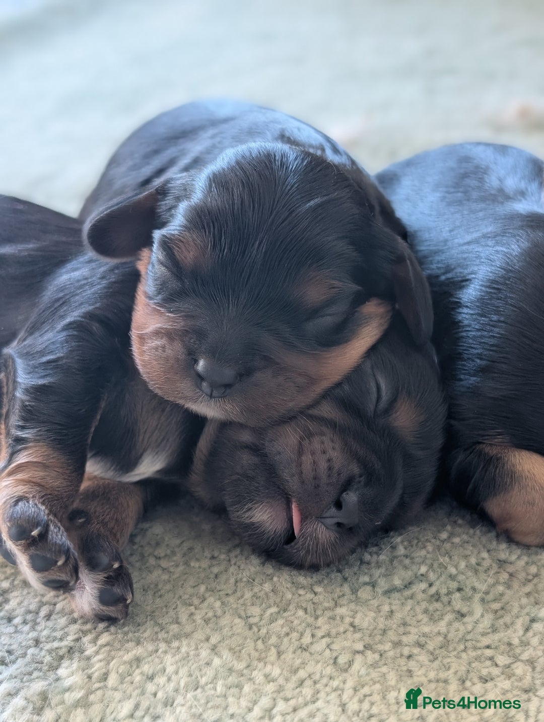 Cavalier King Charles Spaniel dogs for sale: 💖KC Registered Cavalier King Charles Spaniel Pups - Image 8