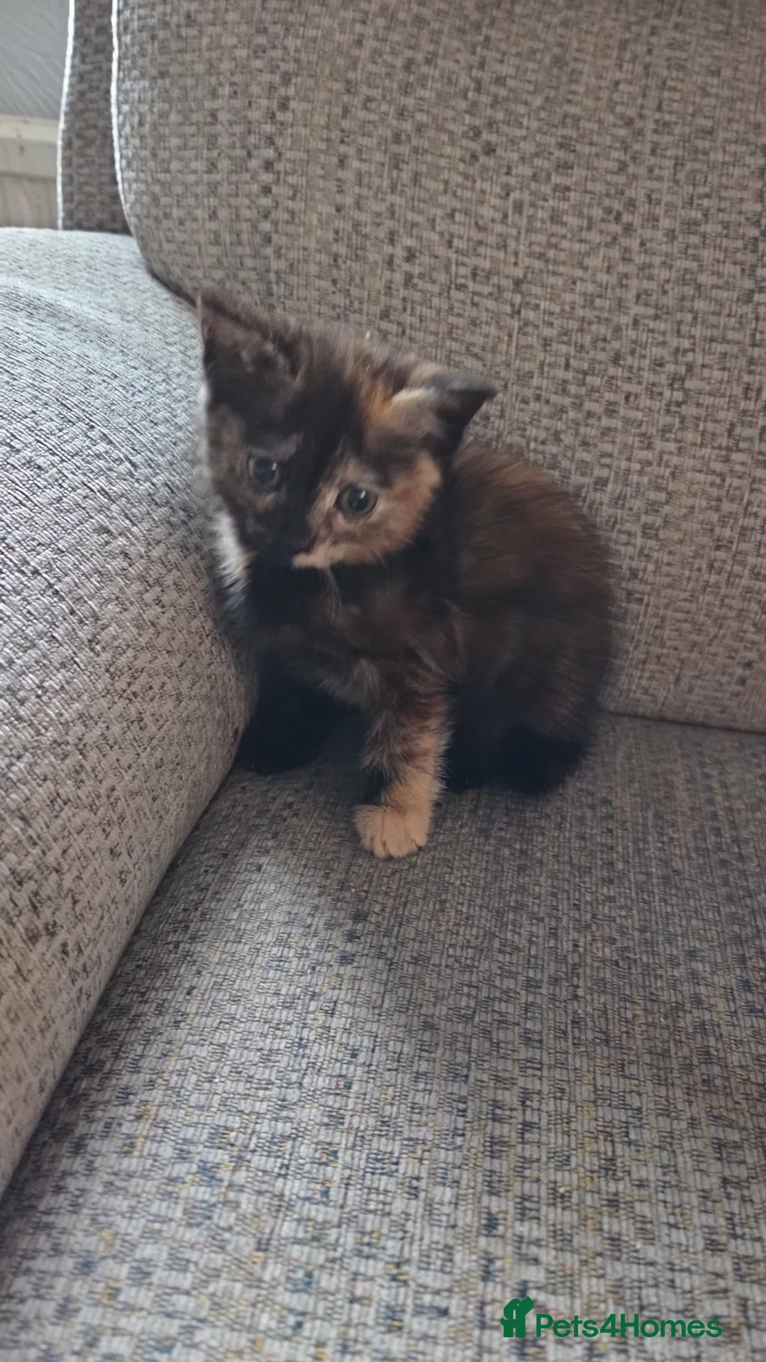 Mixed Breed cats for sale: Kittens  in Port Talbot - Advert 3