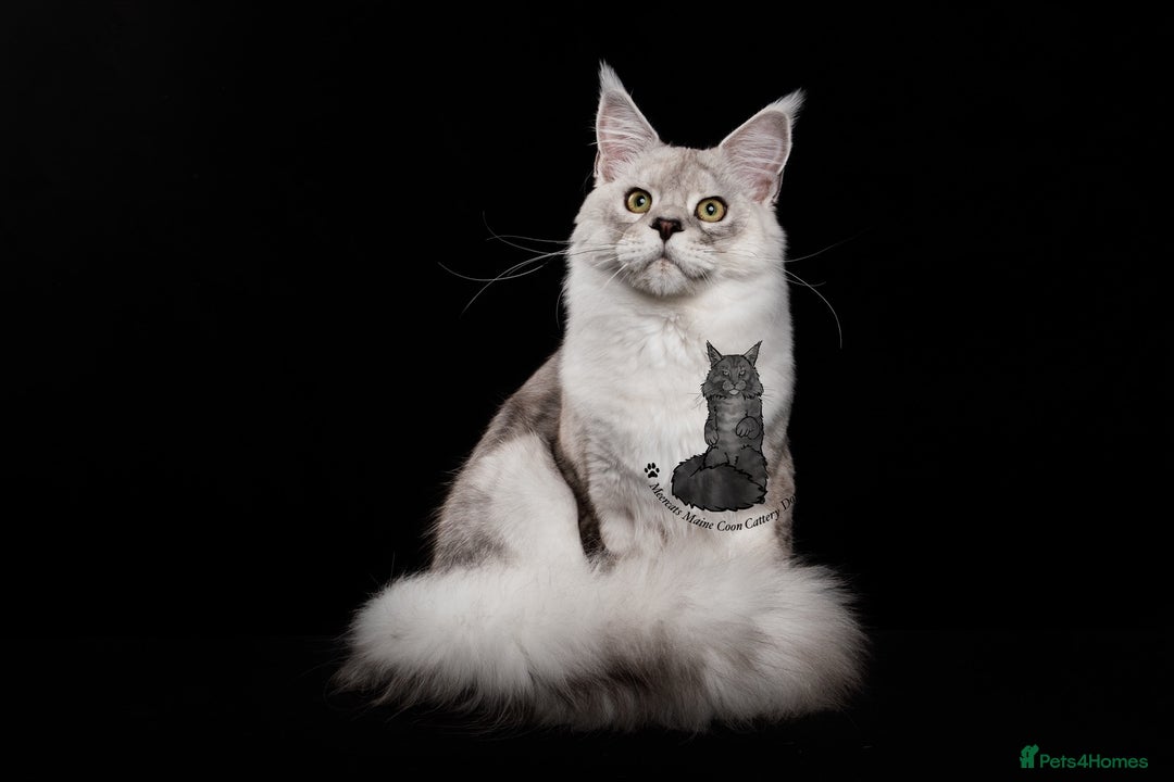 Maine Coon cats for sale: Maine coon kitten silver ticked girl TICA tested - Image 6