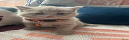 British Shorthair cats for sale: 🏆💫GCCF REGISTERED CHUNKY KITTIES💫🏆 - Advert 18