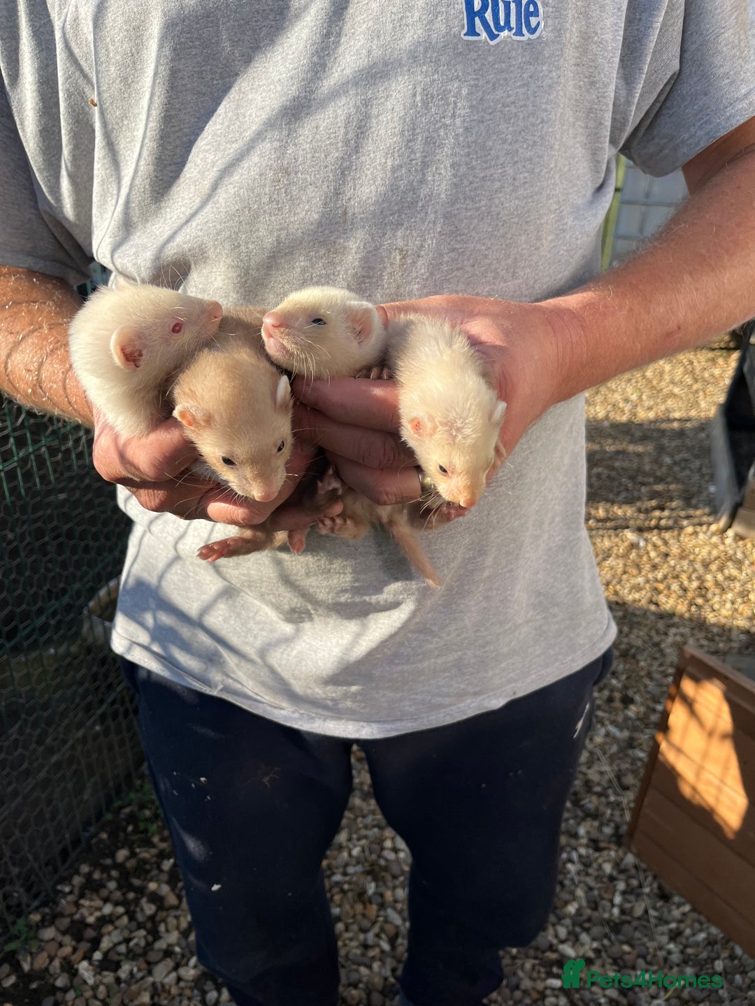 Ferret rodents for sale: Male ferrets (hobs) - Image 3