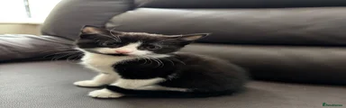 Tuxedo 