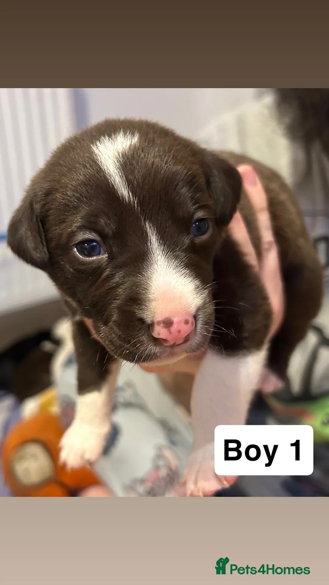 Mixed Breed dogs for sale: Beautiful German Shepherd x Dalmatian babies in Scunthorpe - Advert 2