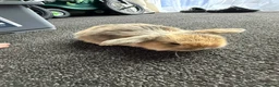 Mini Lion Lop rabbits for sale: Mini lion lops  - Advert 8