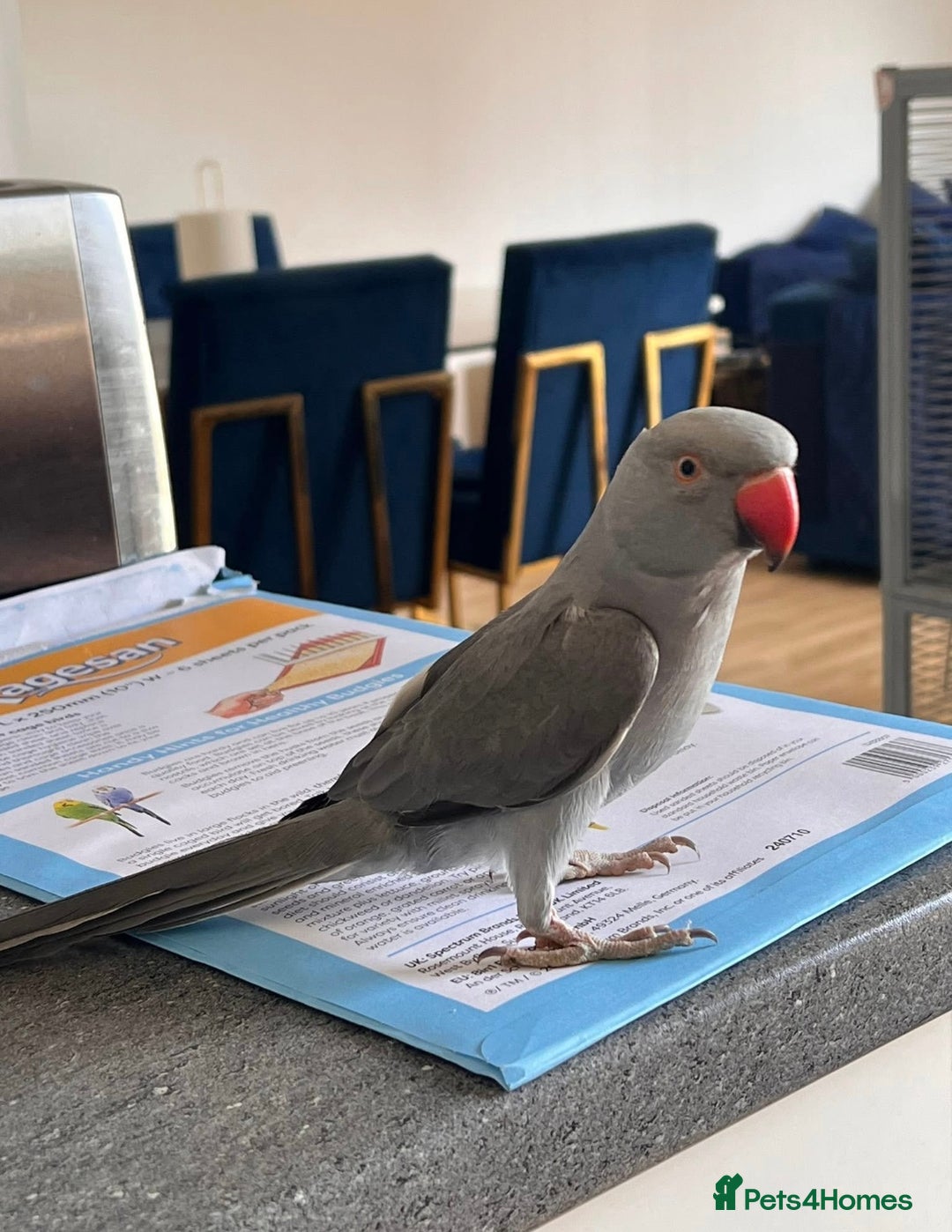 Parrots birds for sale: A beautiful Hand-tamed Indian Ring neck parrot  - Image 2