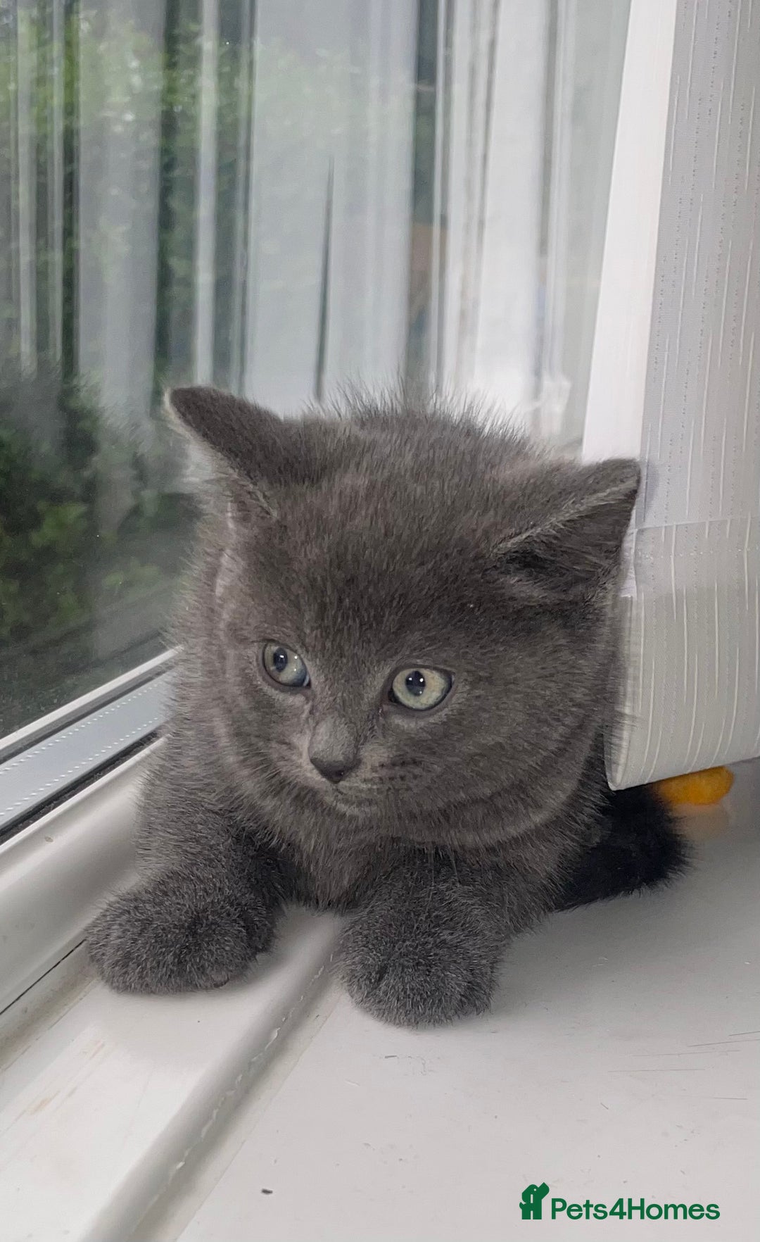 British Shorthair cats for sale: Kittens for sale bradford - Image 8