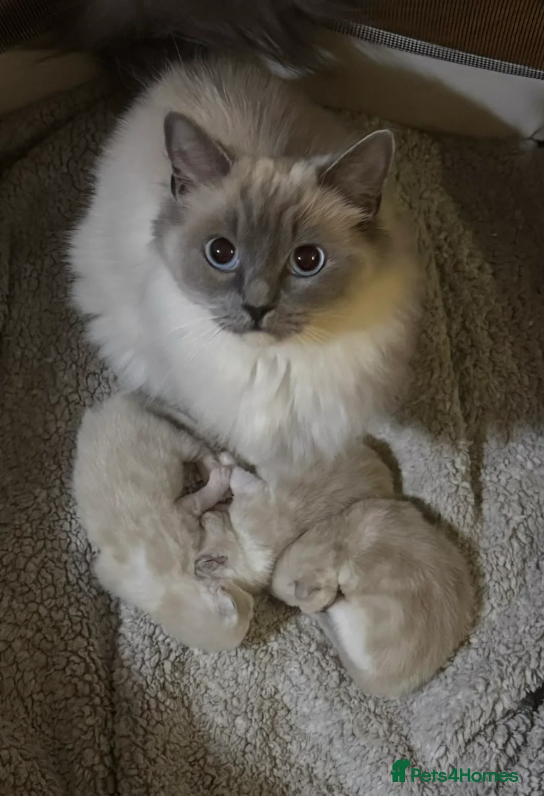 Ragdoll cats for sale: ⭐️ Meet Our Beautiful Ragdoll Babies ⭐️ - Advert 2