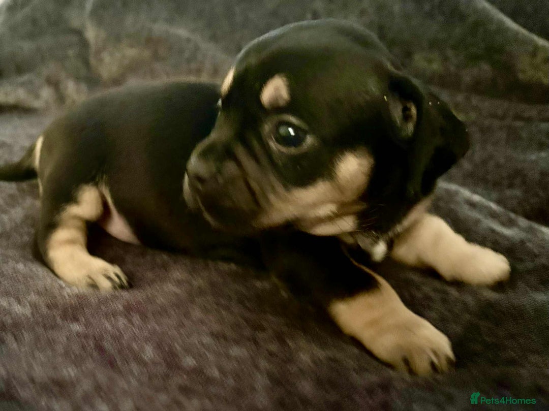 Mixed Breed dogs for sale: Beautiful Frenchie cross dachshund puppies   - Image 7