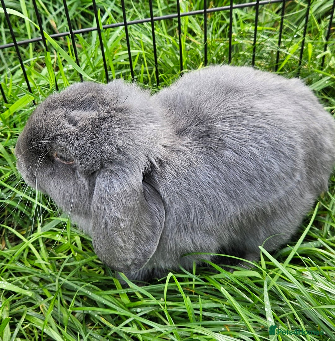 Mini Lop rabbits for sale: 💫💫💖Mini lop🐰🐰🐇🐇 - Image 2