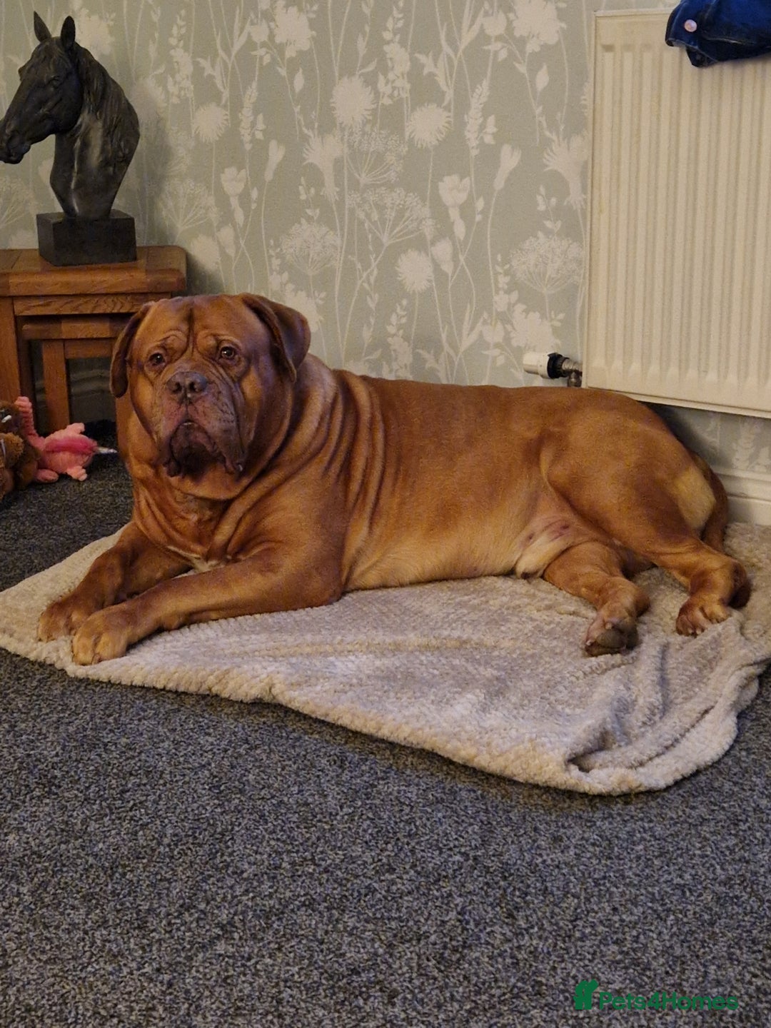 Dogue De Bordeaux dogs for sale: Douge de Bordeau puppies 3 x girls - Advert 3