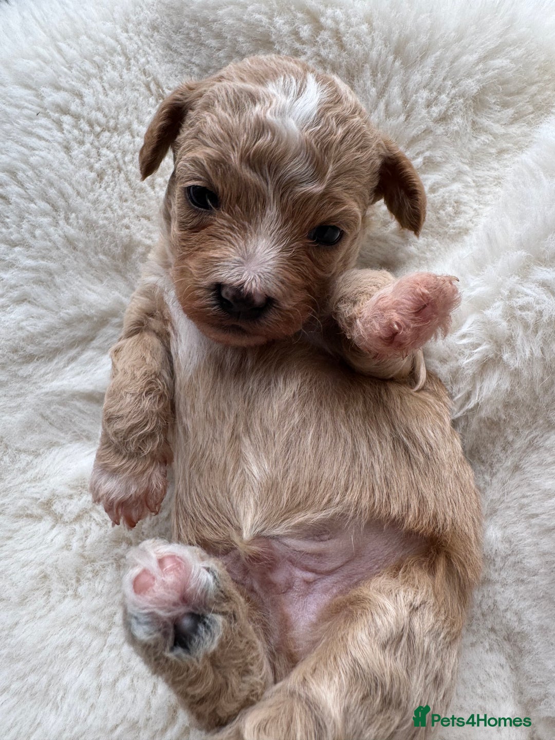 Maltipoo dogs for sale: TINY MALTIPOO PUPPIES - Advert 5