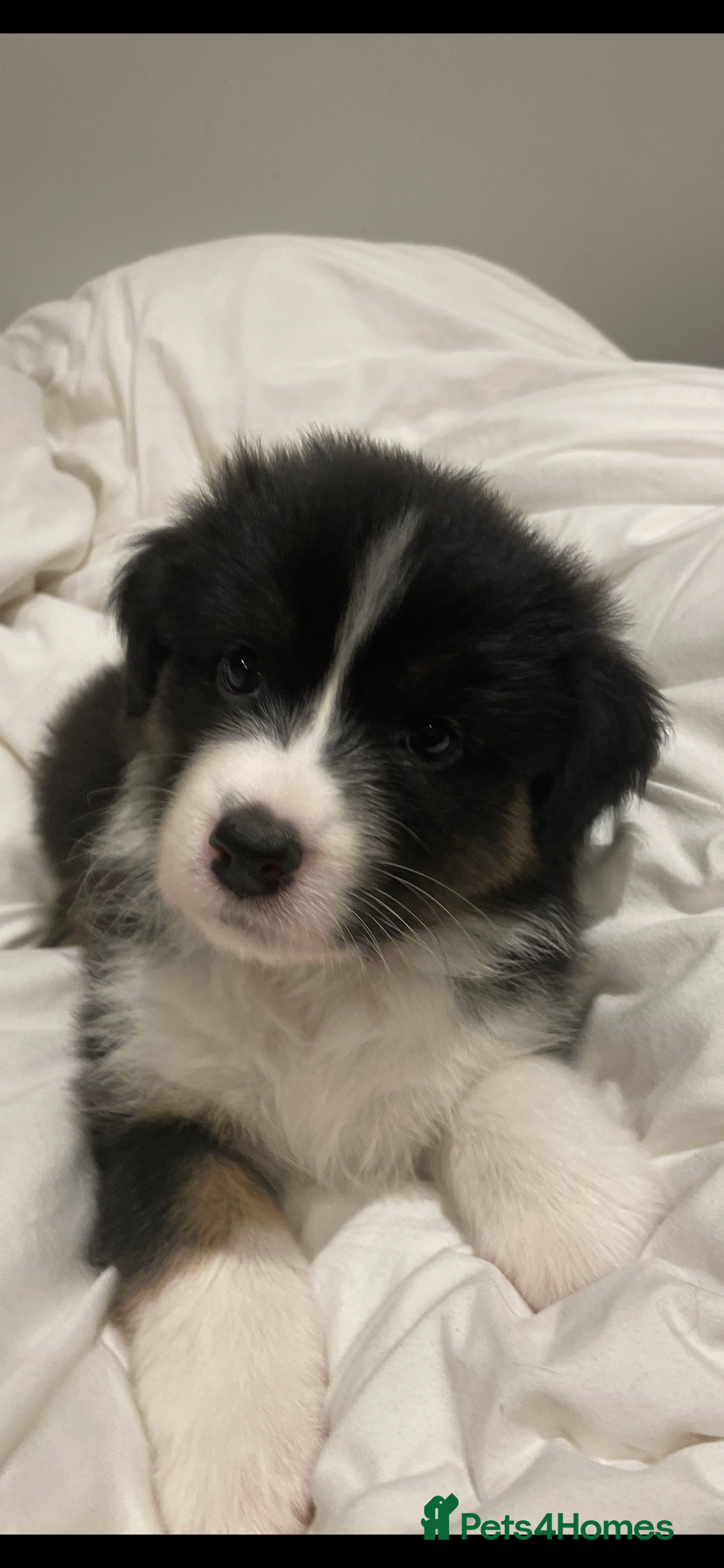 Australian Shepherd dogs for sale: Exceptional Australian Shepherd Puppies - Advert 11