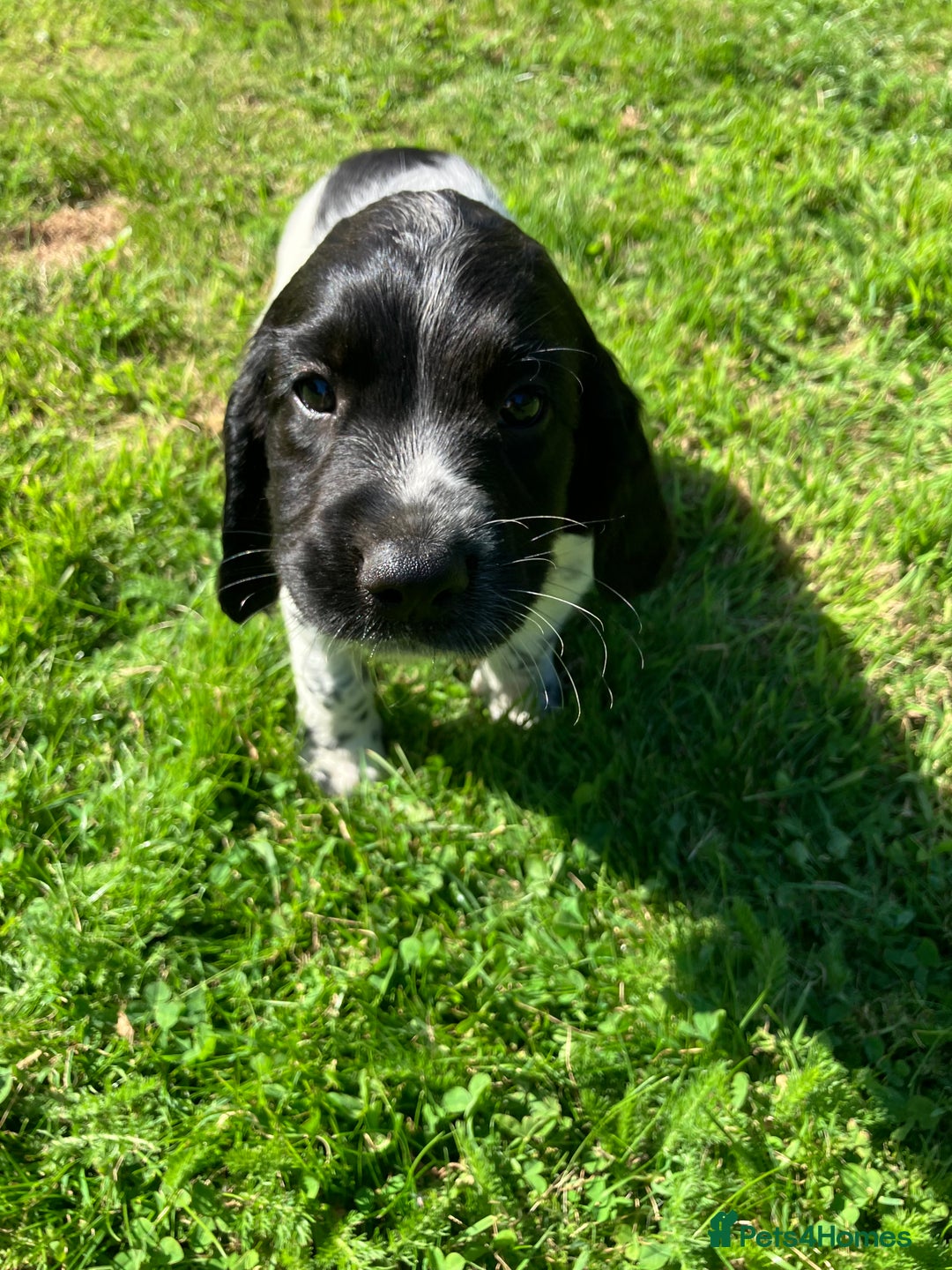 English Springer Spaniel dogs for sale: English Springer Spaniel Puppies for Sale - Image 27
