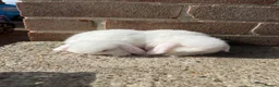 Mini Lop rabbits for sale: Excellent quality mini lops  - Advert 5