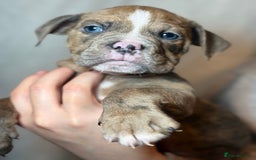 Olde English Bulldogge dogs for sale: 8 week old Olde English Bulldogges  - Advert 15