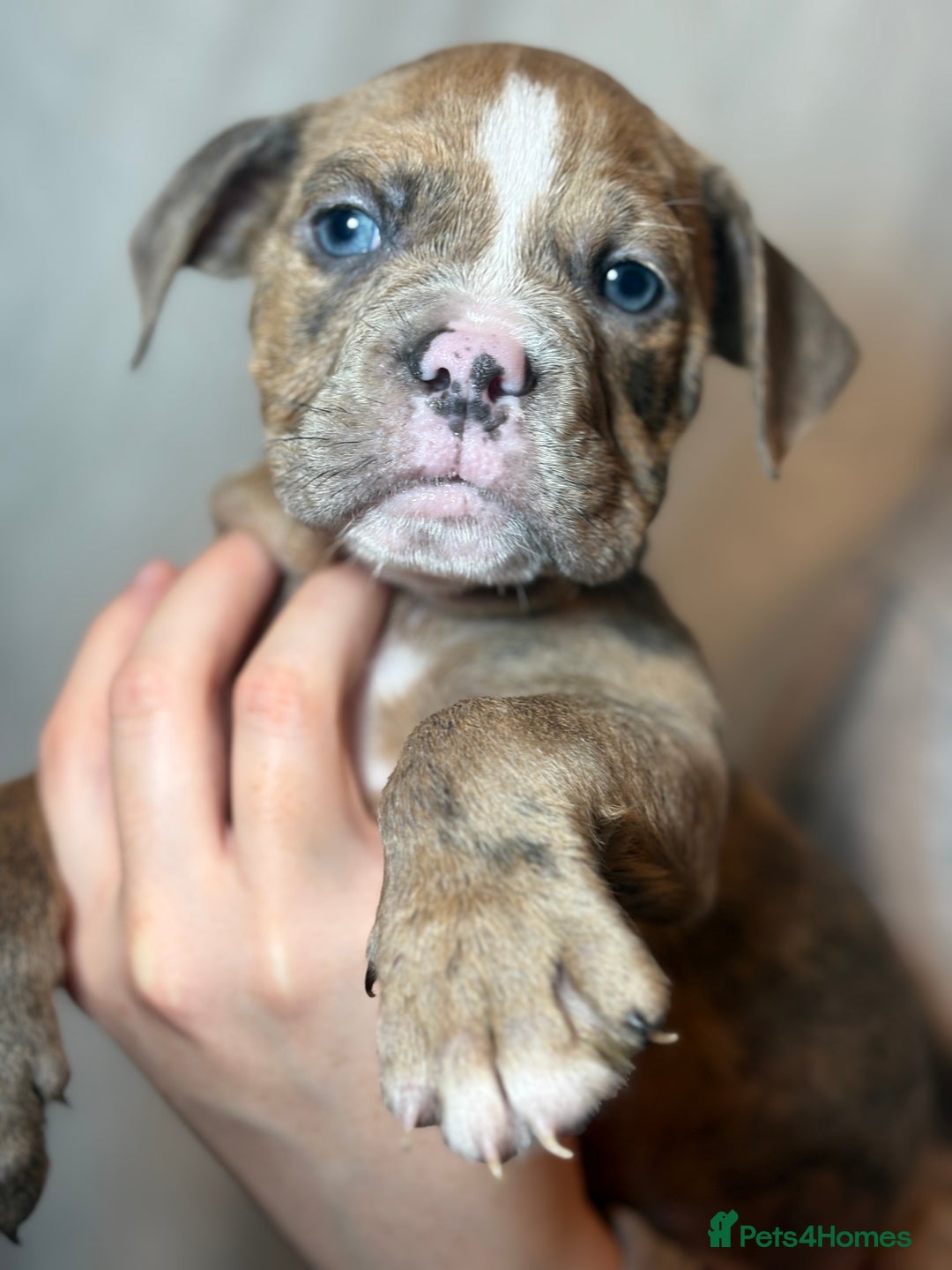 Olde English Bulldogge dogs for sale: 8 week old Olde English Bulldogges  - Advert 15