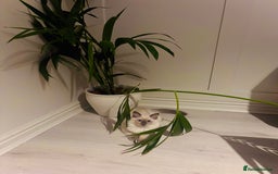 Ragdoll cats for sale: Purebred Ragdoll Kittens  in Melksham - Image 11