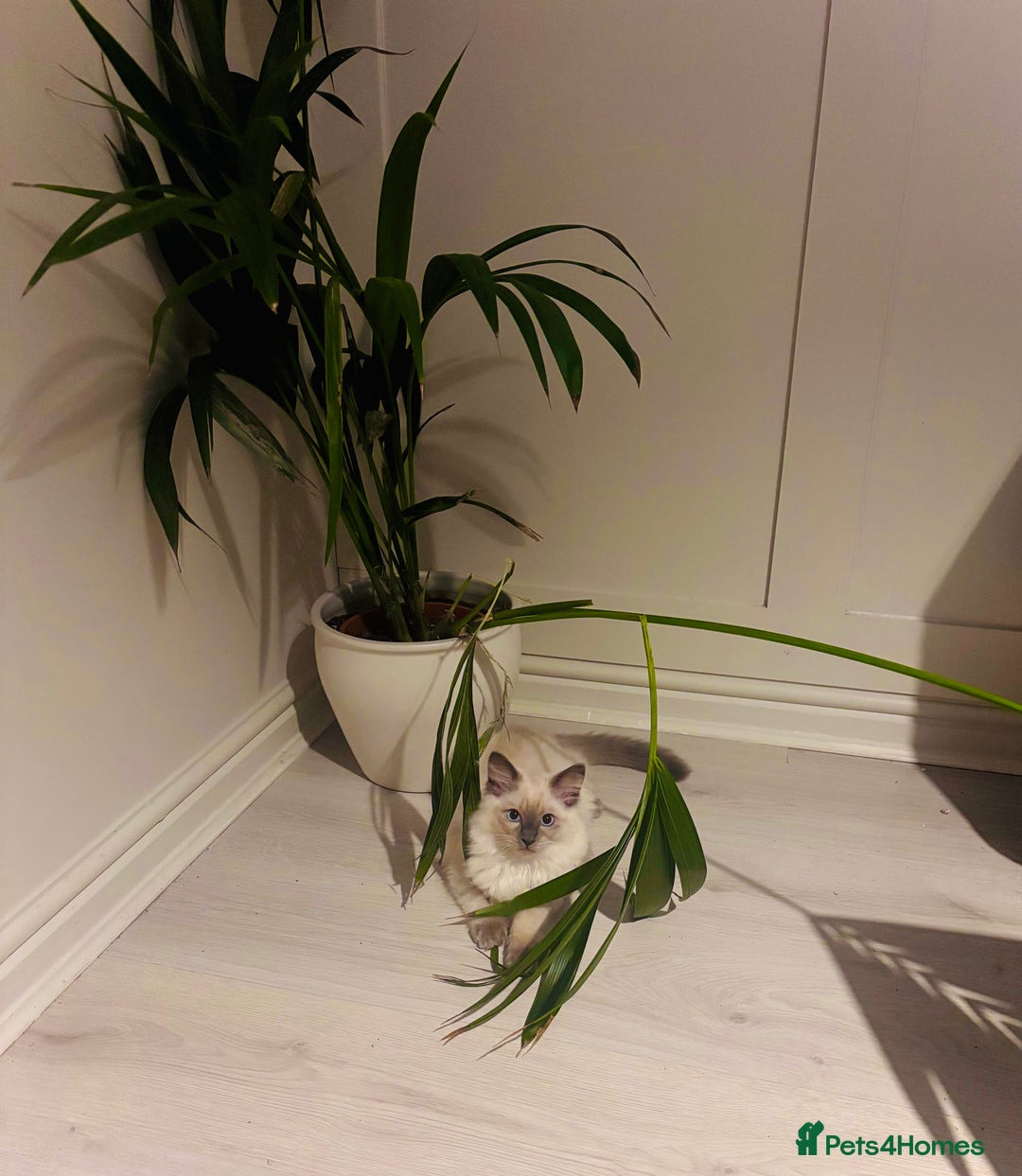 Ragdoll cats for sale: Purebred Ragdoll Kittens  in Melksham - Image 11