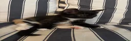 Mixed Breed cats for sale: Mixed breed chunky fluffy kittens - Advert 16