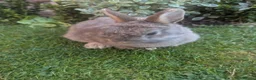 Netherland Dwarf rabbits for sale: Beautiful friend rabbit  - Advert 2