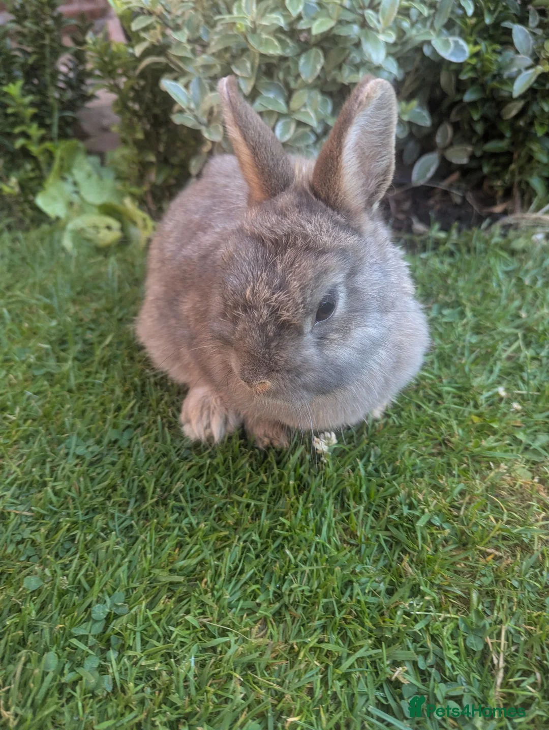 Netherland Dwarf rabbits for sale: Beautiful friend rabbit  - Advert 2