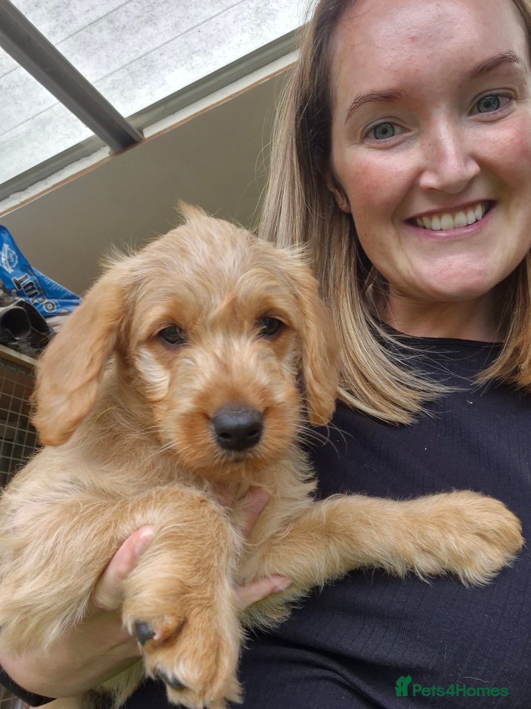 Labradoodle dogs for sale: Miniature labradoodles  - Image 12