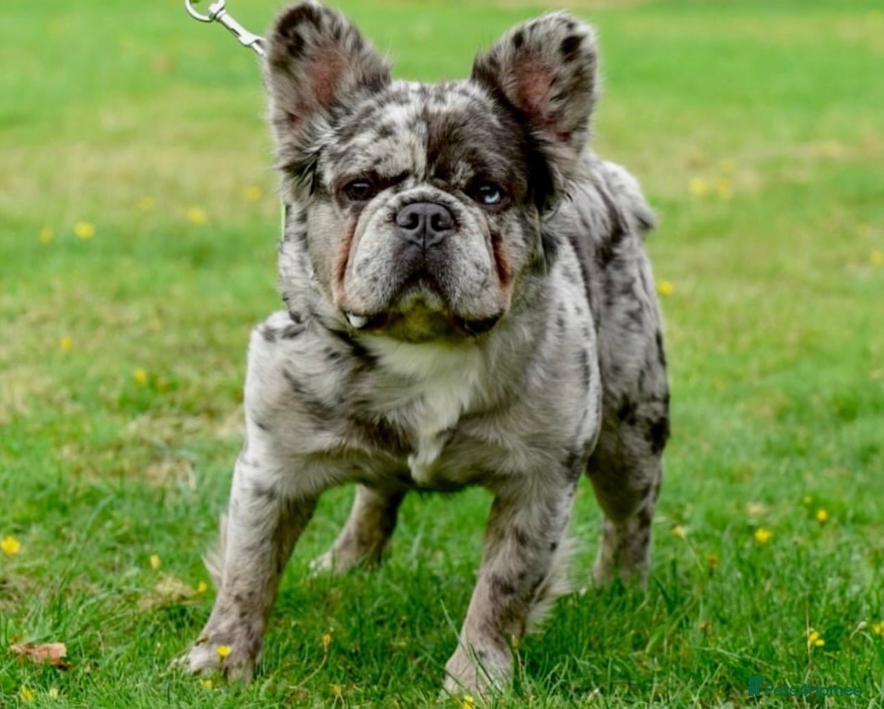 French Bulldog dogs Fluffy Merle French bulldog  in Southampton - Advert 1