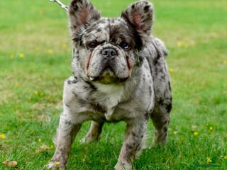 French Bulldog dogs Fluffy Merle French bulldog in Southampton - Advert 16