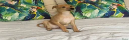 Italian Greyhound dogs for sale: Kc Italian greyhound 4 boys - Advert 5