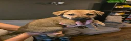 Mixed Breed dogs for sale: German shephard mastiff puppies for sale  - Advert 7