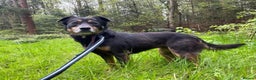 Mixed Breed dogs for adoption: Lizzie - Norwich Norfolk  in Norwich - Advert 29