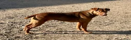 Patterdale Terrier dogs for sale: Quality Patterdale Pups - Advert 6